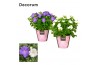 Campanula isoph. dublin mix decorum