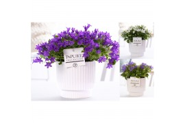 Campanula mix pure ivy