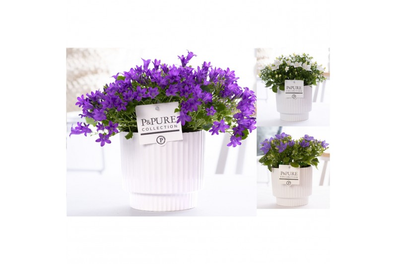 Campanula mix pure ivy 
