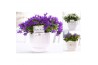 Campanula mix pure ivy