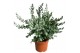 Eucalyptus cinerea 