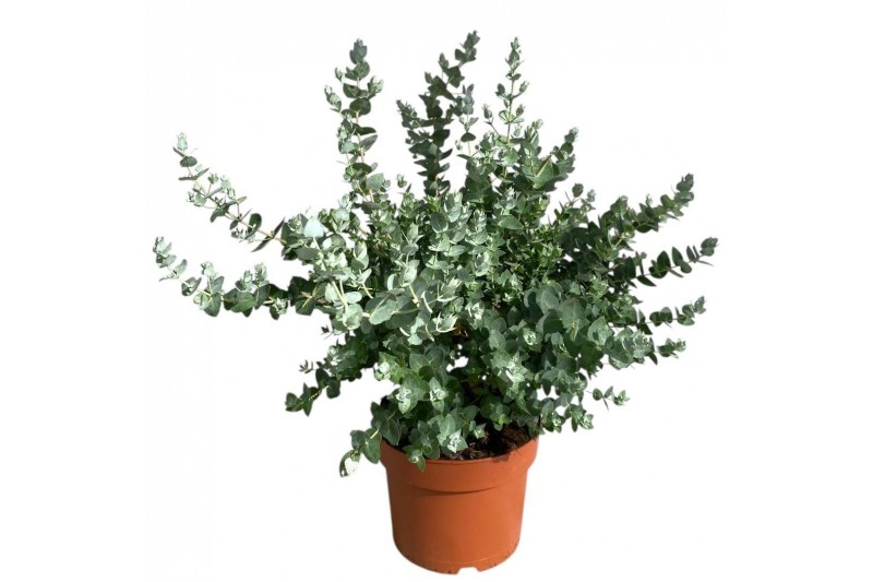 Eucalyptus cinerea 