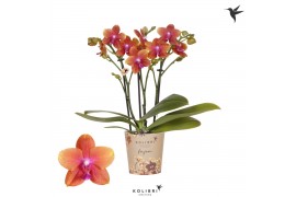 Phalaenopsis multiflora oranje Kolibri Orchids Phalaenopsis Fragrance 