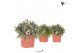 Rhipsalis mix Kolibri Greens Rhipsalis mix1 pp  cm diameter 