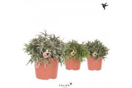 Rhipsalis mix Kolibri Greens Rhipsalis mix1 pp  cm diameter