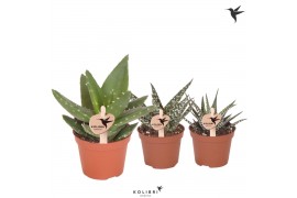 Aloe mix Kolibri Greens Succulenten Aloe mix 1 pp  cm diameter