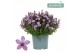 Campanula port. ambella pink Campanula Addenda Ambella pink 1 pp 27 cm 