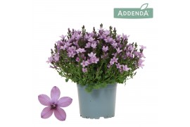 Campanula port. ambella pink Campanula Addenda Ambella pink 1 pp 27 cm