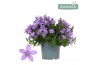 Campanula port. ambella lavender addenda