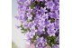 Campanula port. ambella lavender addenda 