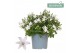 Campanula port. ambella white addenda 