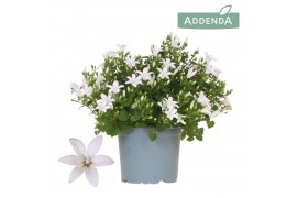Campanula port. ambella white addenda