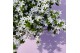 Campanula port. ambella white addenda 