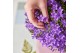 Campanula port. ambella intens purple addenda 