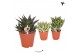 Succulenten mix Kolibri Greens Succulenten mix1 pp  cm diameter 