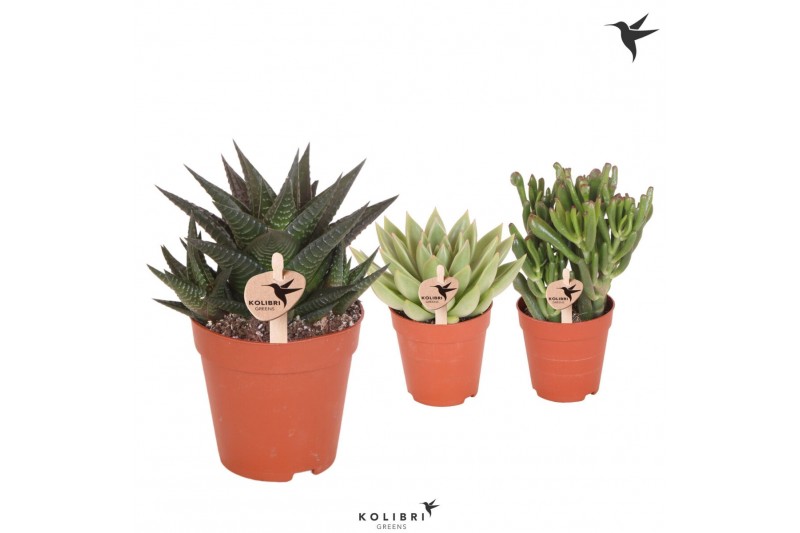 Succulenten mix Kolibri Greens Succulenten mix1 pp  cm diameter 