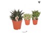 Succulenten mix Kolibri Greens Succulenten mix1 pp  cm diameter