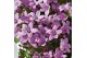 Campanula port. ambella mix addenda 