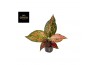 Aglaonema coral red