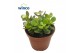Crassula ovata minor 