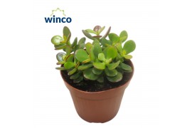 Crassula ovata minor