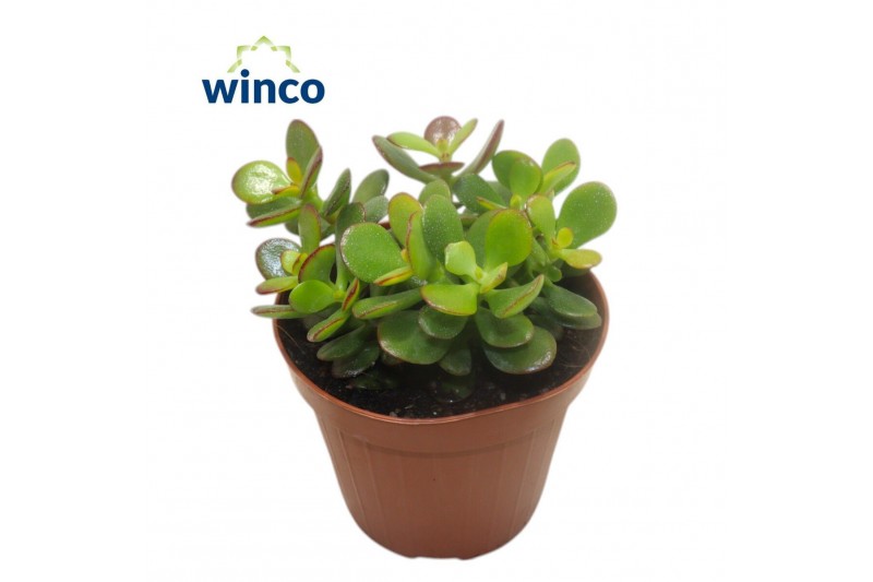 Crassula ovata minor 