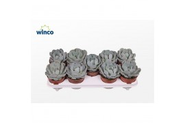 Echeveria Echeveria Grey Prince 1 bl.
