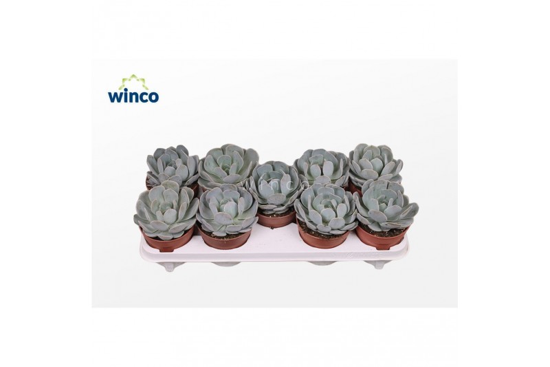Echeveria Echeveria Grey Prince 1 bl. 