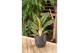 Aglaonema orange flame 