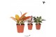 Philodendron Kolibri Greens Philodendron mix 1 pp 