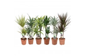 Kamerplanten mixkar Green is...dracaena mixkar p17 - min 4 soort per l