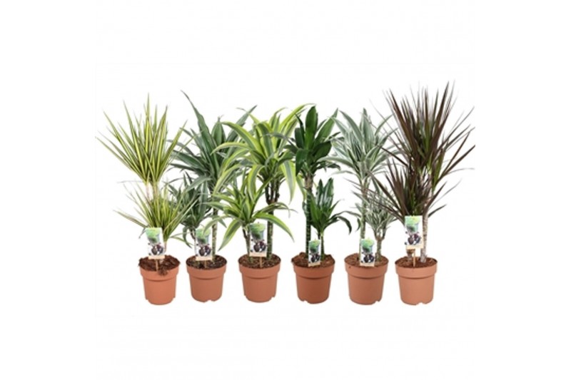 Kamerplanten mixkar Green is...dracaena mixkar p17 - min 4 soort per l 