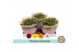 Chrysanthemum ind. mix Chrysant carnaval FLEX 7 pp