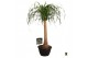 Beaucarnea recurvata rechte stam 