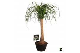 Beaucarnea recurvata rechte stam