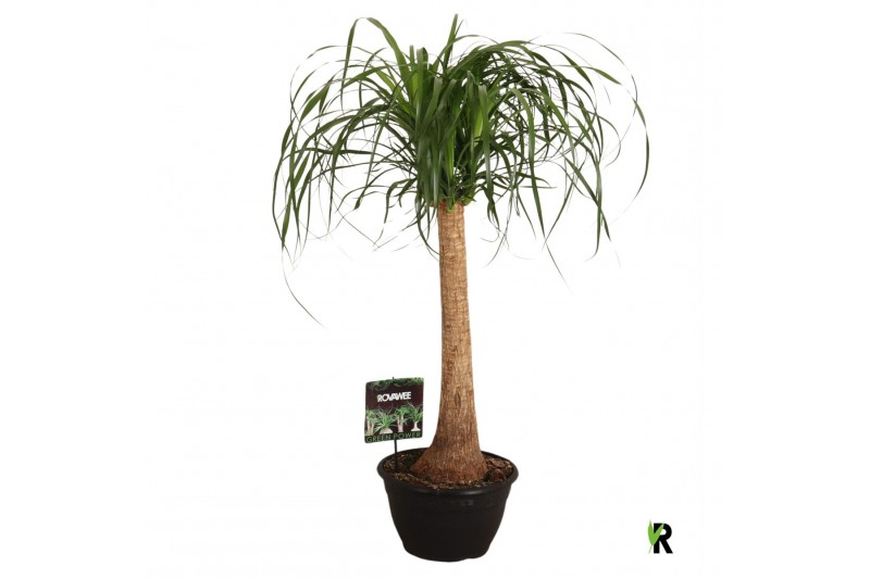 Beaucarnea recurvata rechte stam 
