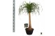 Beaucarnea recurvata rechte stam 