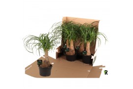 Beaucarnea recurvata rechte stam