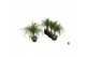 Beaucarnea recurvata rechte stam 