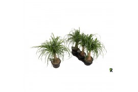 Beaucarnea recurvata rechte stam