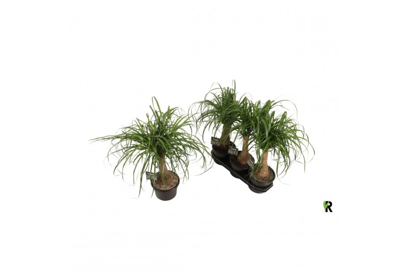 Beaucarnea recurvata rechte stam 
