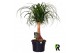 Beaucarnea recurvata rechte stam 