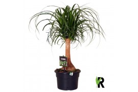 Beaucarnea recurvata rechte stam