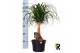 Beaucarnea recurvata rechte stam 