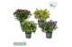Hebe addenda mix addenda groen/bont mixtray 