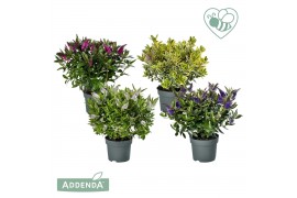 Hebe addenda mix addenda groen/bont mixtray