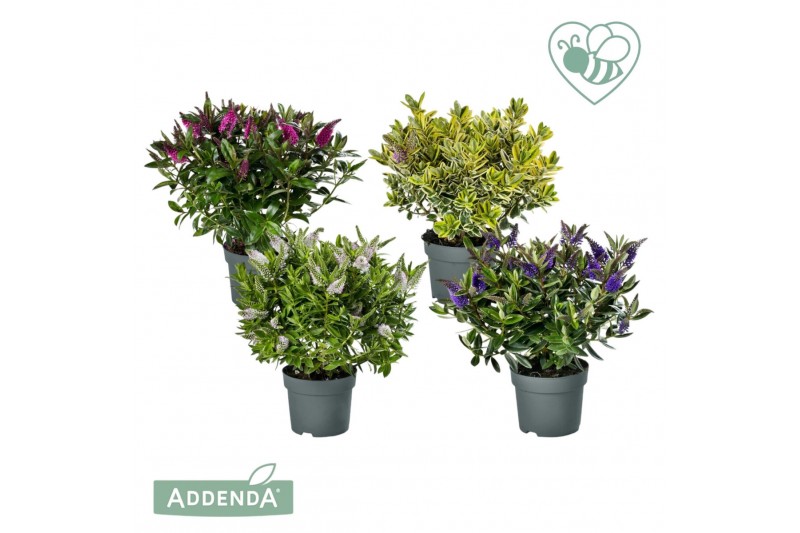 Hebe addenda mix addenda groen/bont mixtray 