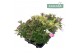 Hebe addenda mix addenda groen/bont mixtray 