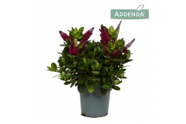 Hebe hebedonna alina addenda