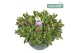 Hebe Hebe Addenda® Donna® Purple P33 